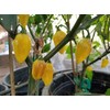 Puerto Rican Yellow Pepper 10+ Seeds
