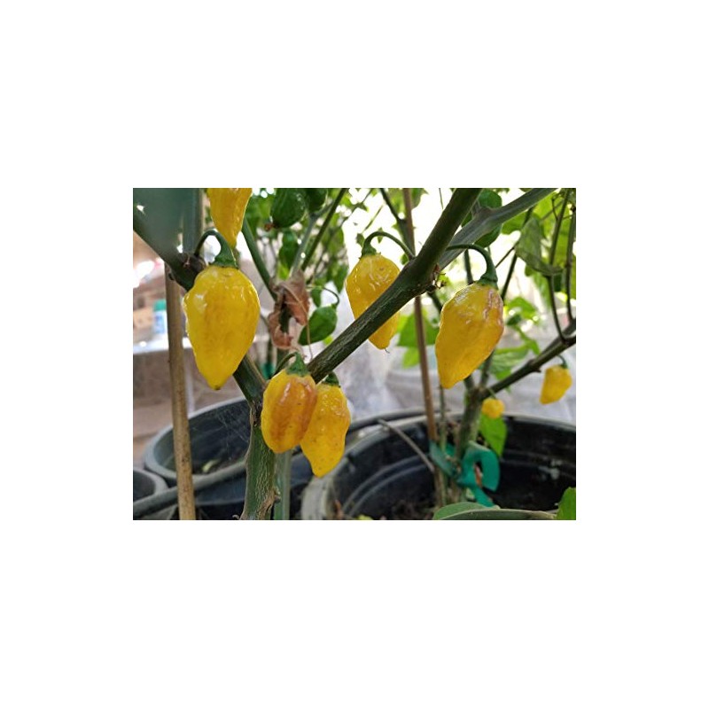 Puerto Rican Yellow Pepper 10+ Seeds