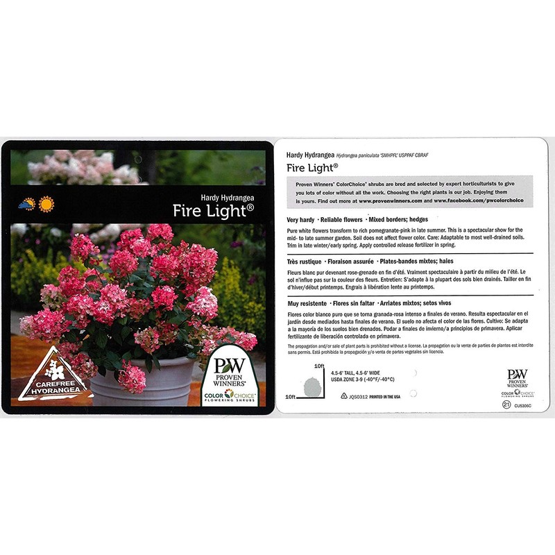 Proven Winners - Hydrangea pan. Fire Light (Panicle Hydrangea) Shrub,