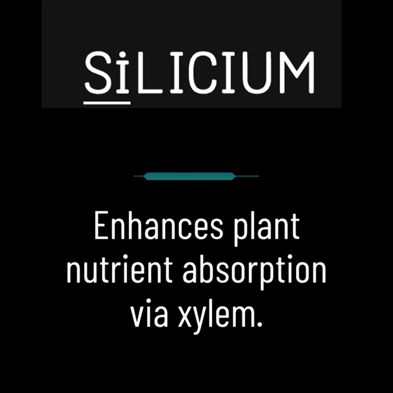 SiLicium Original - Monosilicic Acid Boosts Nutrient Uptake 100 ml