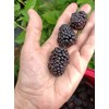 3 Triple Crown BlackBerry Plants, Organically Grown Non-GMO Bare Root
