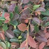 Loropetalum Ruby | 2 Extra Large 3 Gallon Plants |