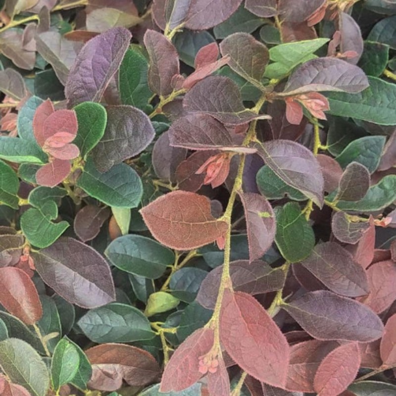 Loropetalum Ruby | 2 Extra Large 3 Gallon Plants |