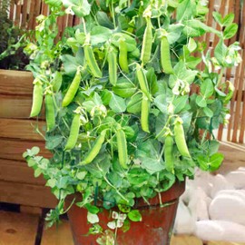 TomorrowSeeds - Patio Pride Snap Pea Seeds - 30+ Count - for 2025 Planting AAS Winner Container Small Garden Bush Dwarf Fast Growing Vegetable Peas Heirloom Grow Your Own Home Farm Patio Healthy