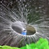La Farah 100pcs Drip Emitters Fan Shape Water Flow Adjustable