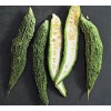 TomorrowSeeds Black Pearl Bitter Melon | Indian Bitter Gourd Dark