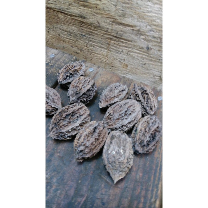 White 10 Butternut tree seeds (Juglans cinerea) aka White Walnut