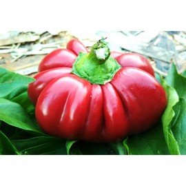 Seeds Pimiento Sweet Pepper 30 Seeds for Planting Capsicum annuum Spanish Pepper Annual Indoors and Outdoors Growing