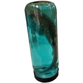 Real 7 Inch Shark in a Bottle Jar, Marine Specimen Taxidermy, Fishing, Jaws - Made in USA