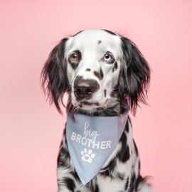 Big Brother Heart Paw Dog Bandana | 100% Cotton Adjustable Triangle | Pregnancy Announcement Photoshoot Prop | New Baby | Made in USA | Matching Family | Gender Reveal | Baby Blue X-Small (87) GB