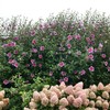 Proven Winners 2 Gal. Purple Pillar Rose of Sharon (Hibiscus)