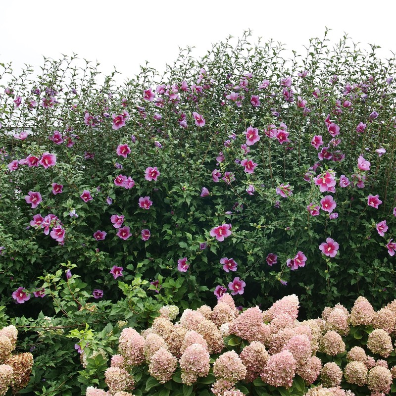 Proven Winners 2 Gal. Purple Pillar Rose of Sharon (Hibiscus)