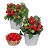 30 Dwarf Red Robin Tomato Seeds, Heirloom Non-GMO, Sweet, Low