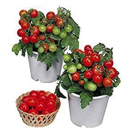 30 Dwarf Red Robin Tomato Seeds, Heirloom Non-GMO, Sweet, Low Acid, Determinate, Open-Pollinated, Delicious, Solanum lycoperscium, from USA