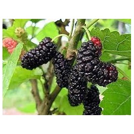 Mulberry Fragrance Oil 8 oz Bottle Premium Grade for Candle and Soap Making by Midway Mercantile