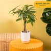 Costa Farms Money Tree (Pachira Aquatica) Live Indoor Bonsai-Style Plant,