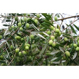 Fresh Common Olive Tree Seeds (Olea Europaea), 15 seeds