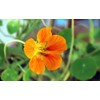 50 Pcs Nasturtium (Tropaeolum Nanum) Flower Seeds Non-GMO Plant