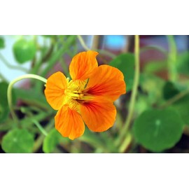50 Pcs Nasturtium (Tropaeolum Nanum) Flower Seeds Non-GMO Plant