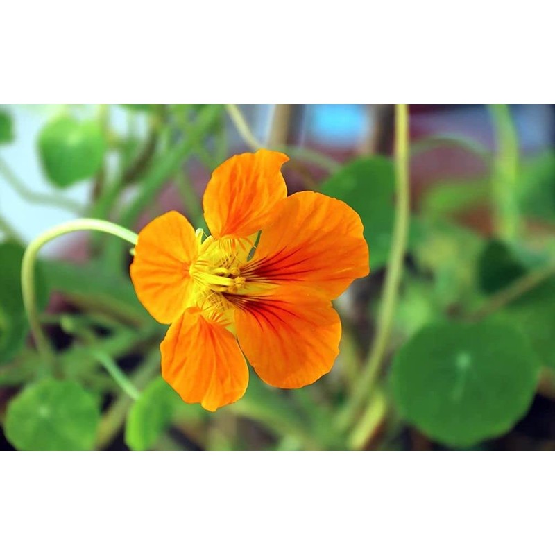 50 Pcs Nasturtium (Tropaeolum Nanum) Flower Seeds Non-GMO Plant