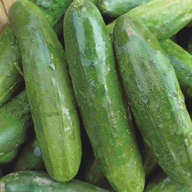 Poinsett 76 Slicing Cucumber Seeds for Planting, 50+ Heirloom Seeds Per Packet, (Isla's Garden Seeds), Non GMO Seeds, Botanical Name: Cucumis sativus, Great Home Garden Gift