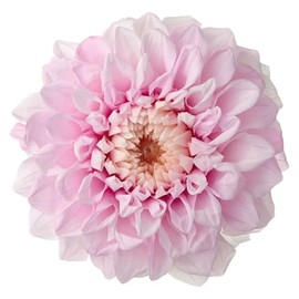 大地農園 プリザーブドフラワー ダリア・グレイス[グラデーション] 約花径:7～10cm 2輪入 DO004685-102