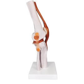 Knee Joint Model, Human Knee Joint Model with Knee Ligaments, Life-Size Anatomical Knee Joint Flexible Bone Model, Ideal for Medical Learning and Teaching