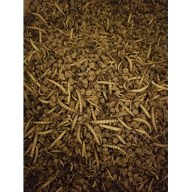 Premium Hedgehog Food w/Dried Mealworms Superworms Crickets Silkworm Pupae Locusts (5oz Sample)