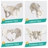 MediTrainer Life-Size Female Pelvis Skeleton Model with Elastic Cords