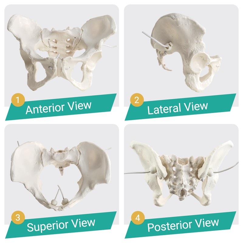 MediTrainer Life-Size Female Pelvis Skeleton Model with Elastic Cords