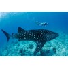 Edition Colibri Whale Shark with Diver 3D Lenticular Postcard/Hologram Postcard
