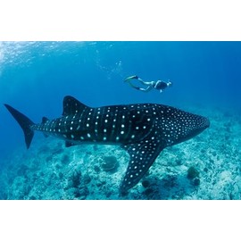 Edition Colibri Whale Shark with Diver 3D Lenticular Postcard/Hologram Postcard Sharks (10040)