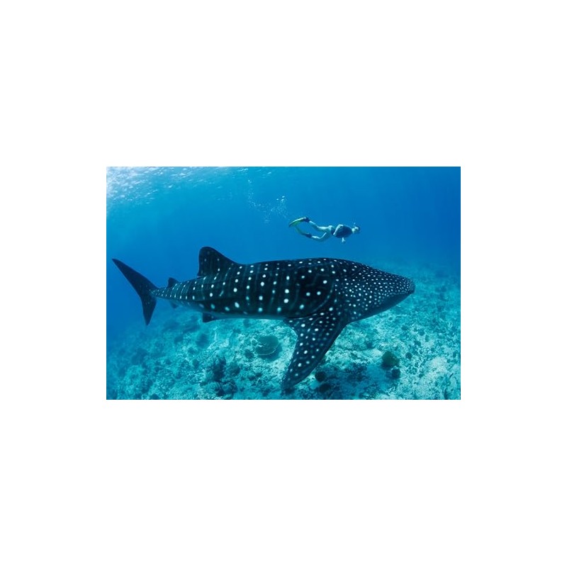 Edition Colibri Whale Shark with Diver 3D Lenticular Postcard/Hologram Postcard