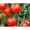 Tomato Cherry Maskotka Cascading Trailing Dwarf Bush Tomato 50+ Seeds