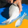 Lotsdonxia Fish Scale Scraper Tool - Transparent Cover Descaler, ABS