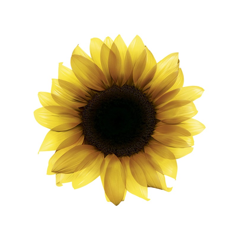 Garnier Olia Coloración Permanent Con Aceites Florales De Origen Natural