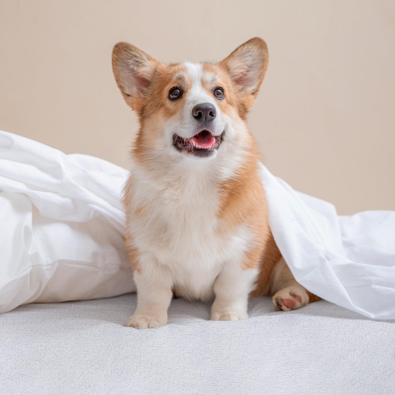 Utopia Bedding Waterproof Viscose Terry Mattress Protector (White, 90 x