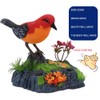Singing Chirping Bird Electronic Talking Repeating Parrot Electric Animal Toy