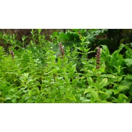 Fresh 500++ Seeds Spearmint (Mentha Spicata) herb  for tea , Organic  2025 season