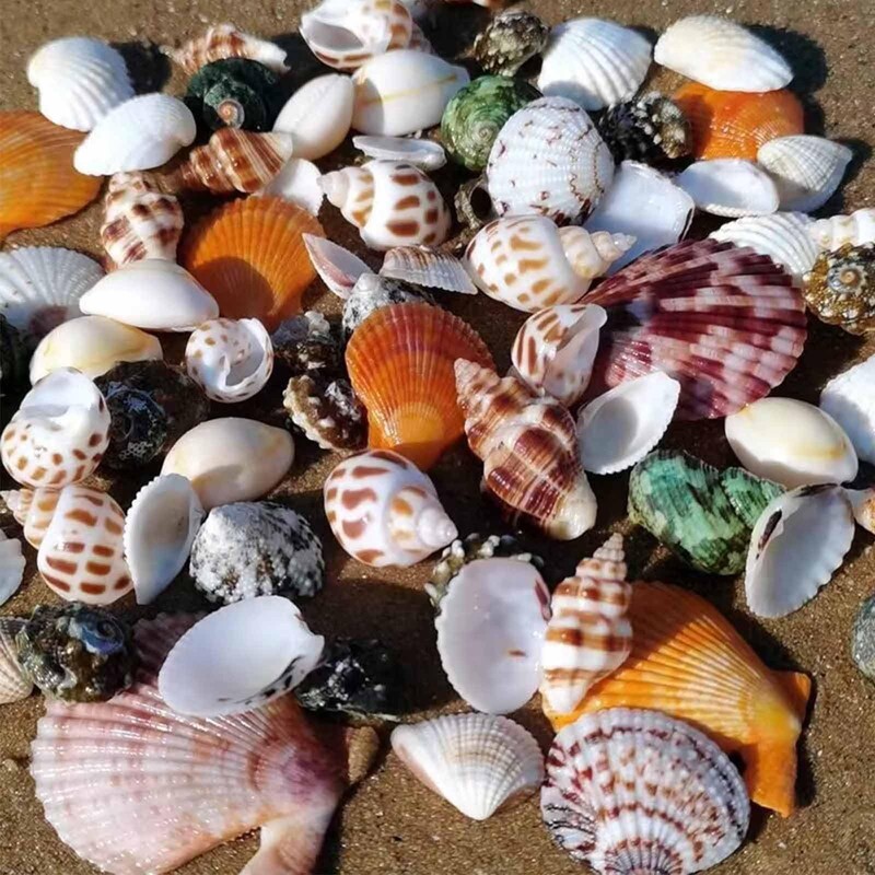 BetterJonny 250+ Grams Sea Shells Mixed Beach Seashells of 2-6