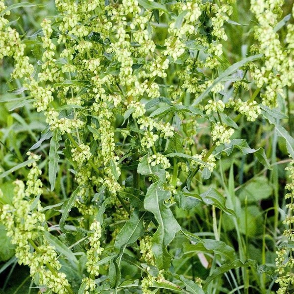 Yellow Dock Seeds (Rumex crispus) 50+ Organic Medicinal Herb Seeds