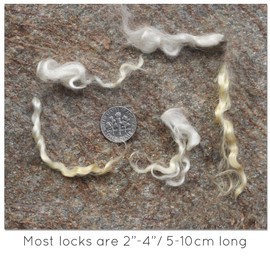 Real Mohair Locks. Organic Natural White Wool Fiber for Doll Hair, Santa Beards, Wigs, Felting, Blending, Spinning and Wall Hangings. 1 Ounce (28g)