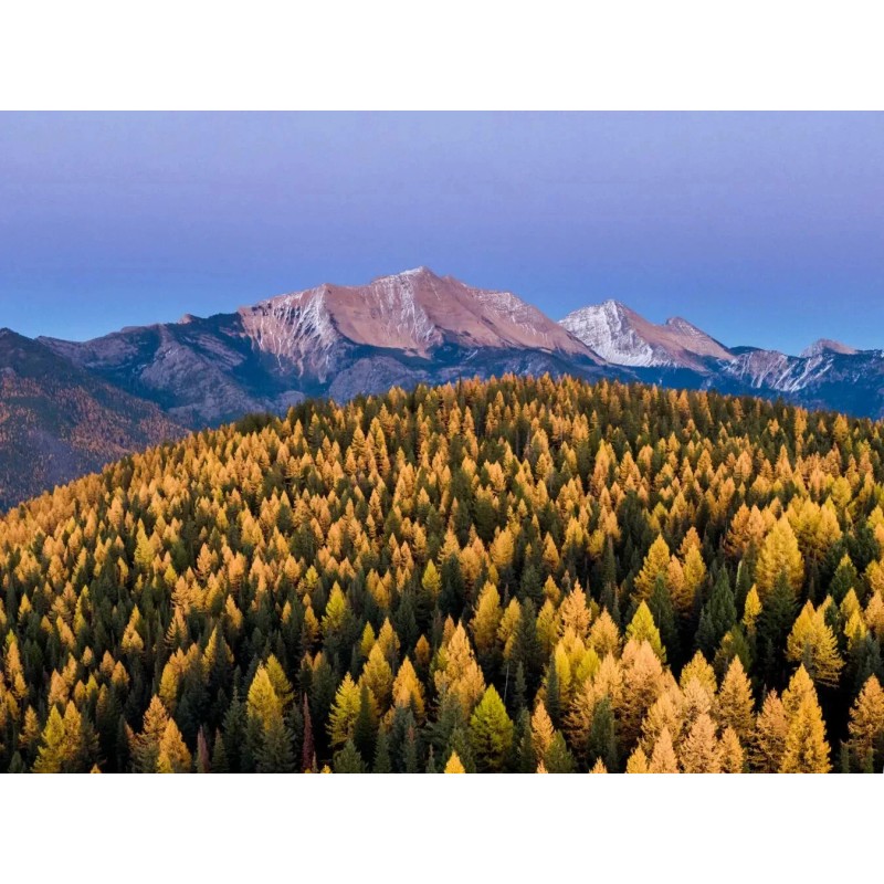 Beardragon Larch (Larix mixed variety, 20 seeds Alaska Wild Harvested