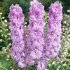 Outsidepride 100 Seeds Perennial Delphinium Magic Fountain Lavender White Bee