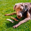 Larsson Antlers for Dogs, Chew Bone Dog, Chew Stick, Natural