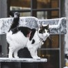 Jagowa 1 Set 2 Pcs Loud Cat and Dog Bells