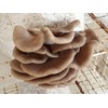 Liquid Fungi Phoenix Oyster Mushroom Grain Spawn - 1 lb.