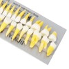 1:1 Scale Permanent Tooth Model 32pcs Dual Colors Permanent Resin