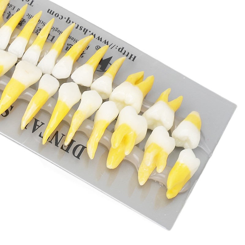 1:1 Scale Permanent Tooth Model 32pcs Dual Colors Permanent Resin