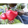 Nora Pepper 10+ Seeds